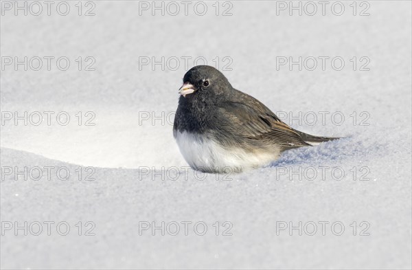 Dark-eyed Junco (Junco hyemalis) on snow