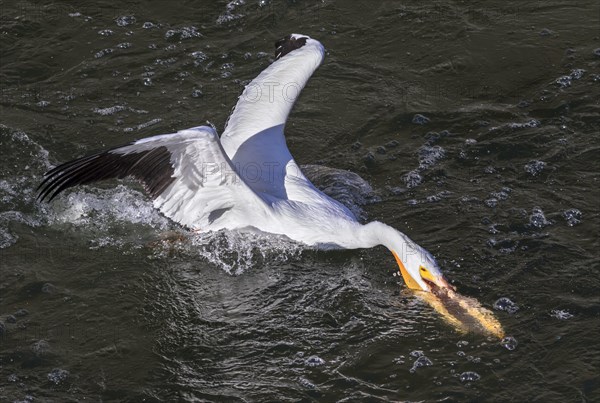 American white pelican (Pelecanus erythrorhynchos) hunting for fish