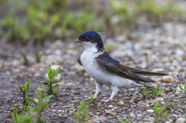 Common house martin (Delichon urbica)