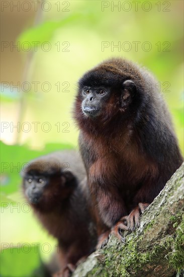 Coppery titi (Plecturocebus cupreus)