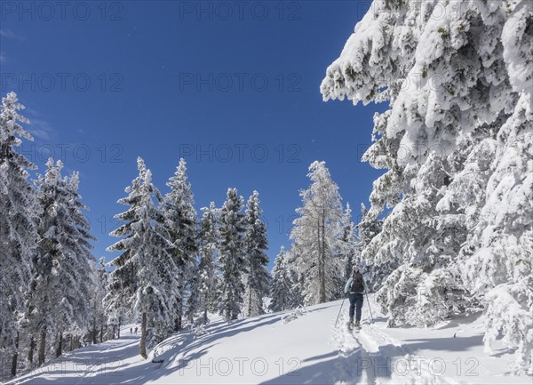 Ski mountaineer and snow-covered trees at Unterberg