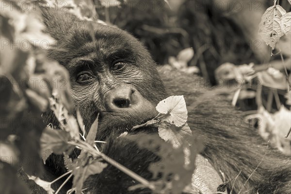 Mountain gorilla (Gorilla beringei beringei)