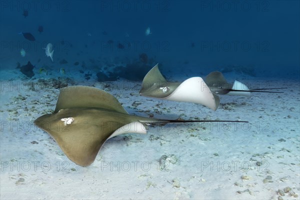 Group pink whipray (Himantura fai)