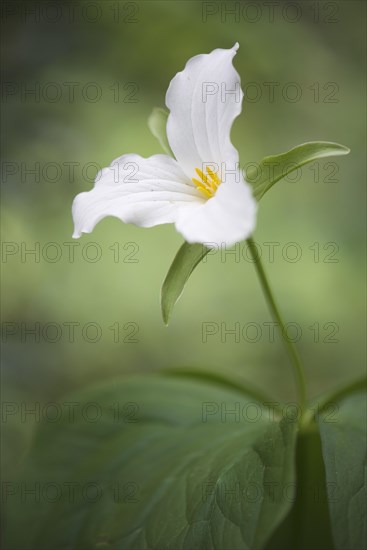 White Trillium (Trillium grandiflorum)