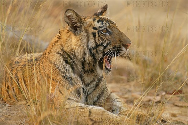 Bengal tiger (Panthera tigris tigris)