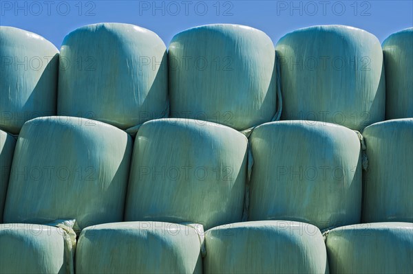 Green silage bales