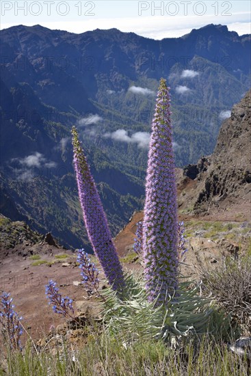 Echium wildpretii (Echium wildpretii) in front of the Caldera de Taburiente