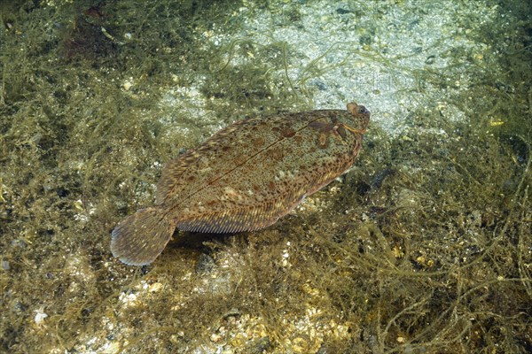 Lemon sole (Microstomus kitt) swim over the seaweed