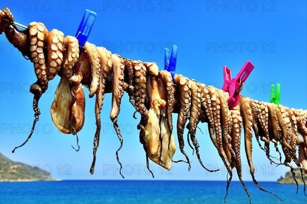 Hanged octopus dries on leash