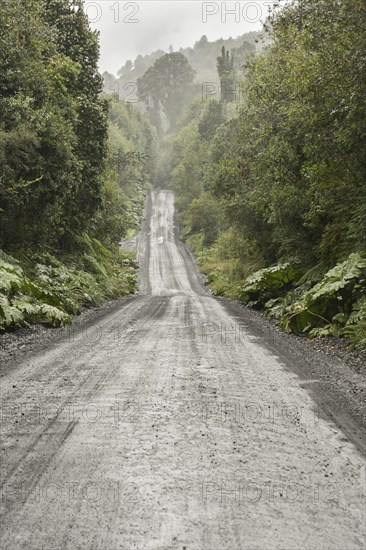 Corrugated iron pavement of Carretera Austral in temperate rainforest