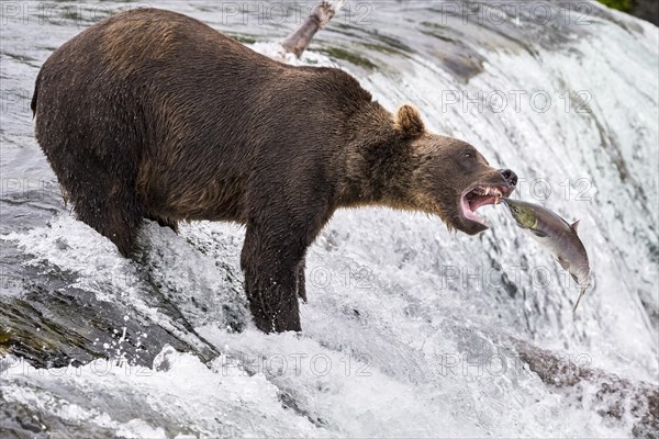 Brown bear (Ursus Arctos) salmon fishing at Rapids