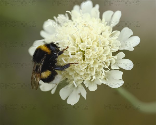 Large earth bumblebee (Bombus terrestris)