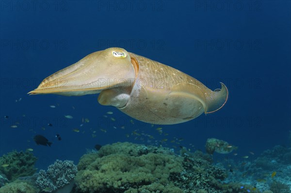 Common cuttlefish (Sepia officinalis)