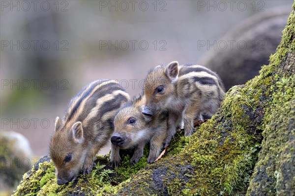 Wild boars (Sus scrofa)