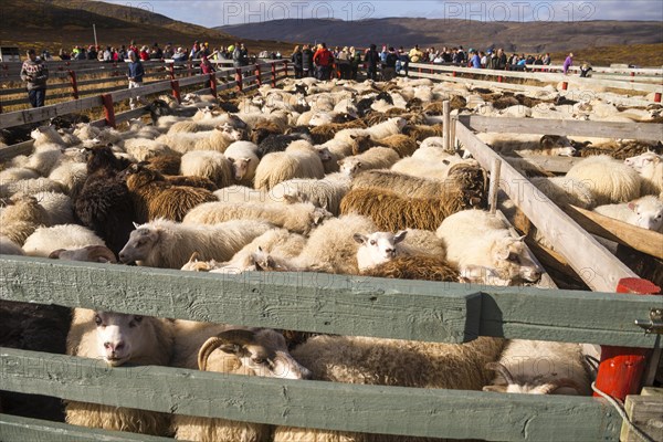 Counting and sorting of Islandic sheep