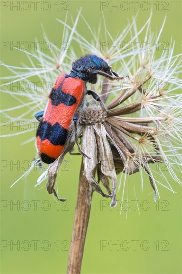 Bee beetle (Trichodes apiarius)