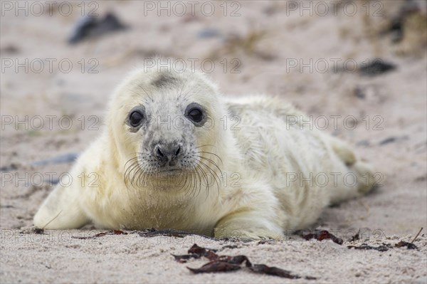 Grey seal (Halichoerus grypus)