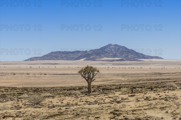 Desert-like landscape with Quiver tree (Aloe dichotoma)