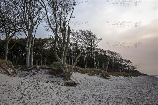 Windswept tree