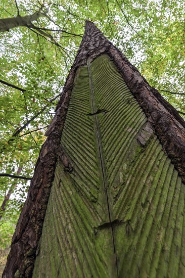 Pine (Pinus) with resin extraction until 1990