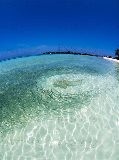 Fish swarm with sardines and hunting Blacktip reef shark (Carcharhinus melanopterus) in shallow water near the shore