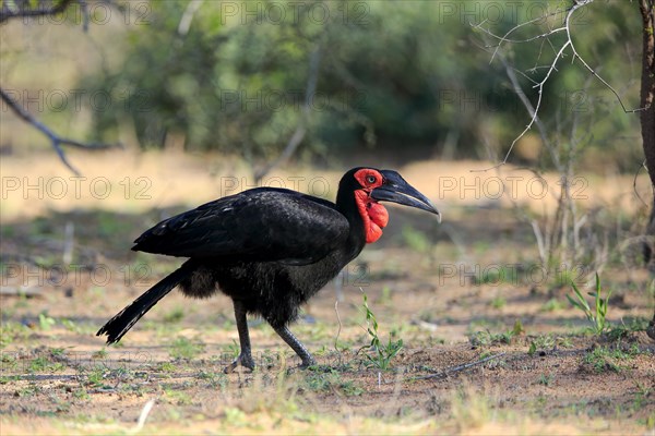 Southern ground hornbill (Bucorvus leadbeateri)