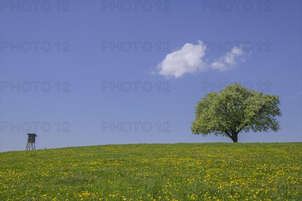 Hunters blind and single fruit tree on dandelion meadow