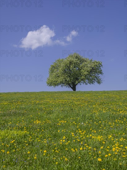 Single fruit tree on dandelion meadow