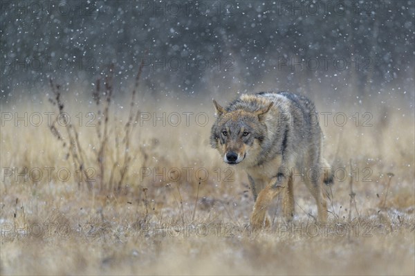 Gray wolf (Canis lupus)