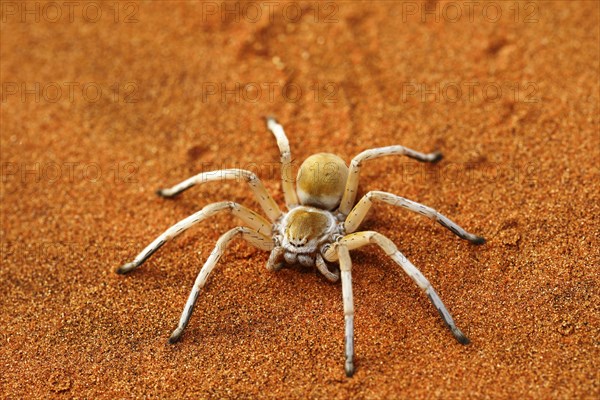 Wheel Spider