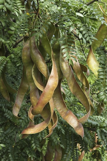 Carob tree (Ceratonia siliqua)