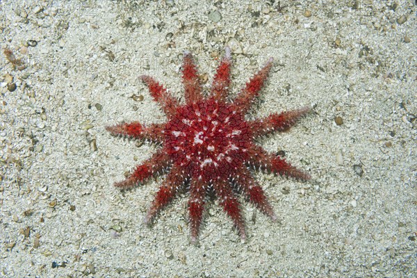 Common Sun Star (Crossaster papposus) on sandy bottom