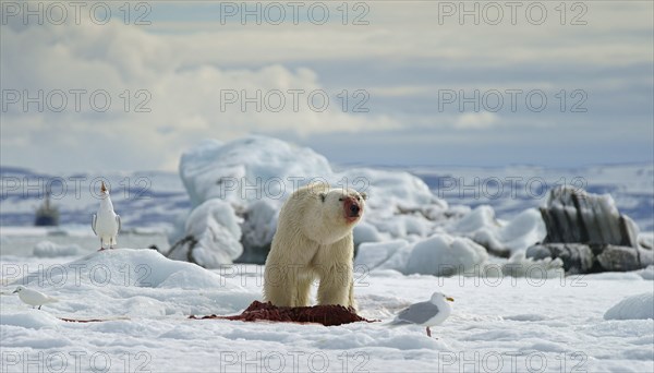 Polar bear (Ursus maritimus) feeding the carcass of a captured seal in the snow