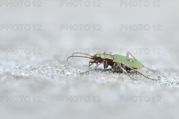 Green tiger beetle or (Cicindela campestris) on sandstone