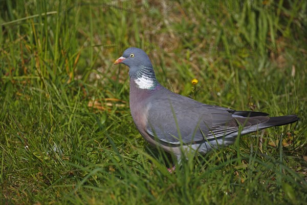 Common wood pigeon (Columba palumbus) in Gras