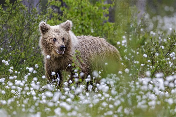 Brown bear (Ursus arctos) in woollen grass