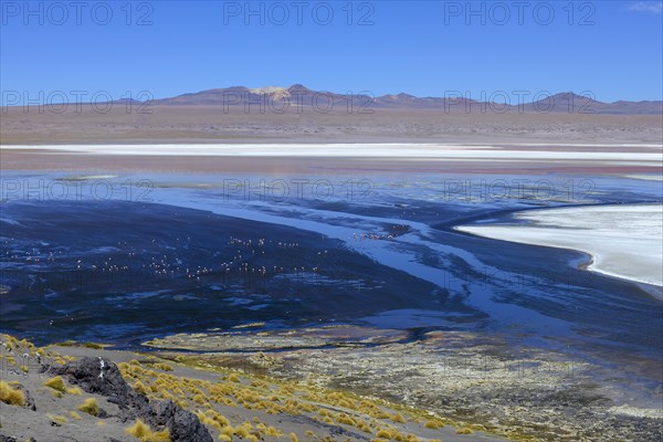 Flamingos on the Laguna Colorada