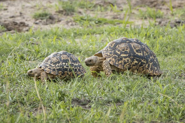 Leopard tortoises (Stigmochelys pardalis) walking in a row