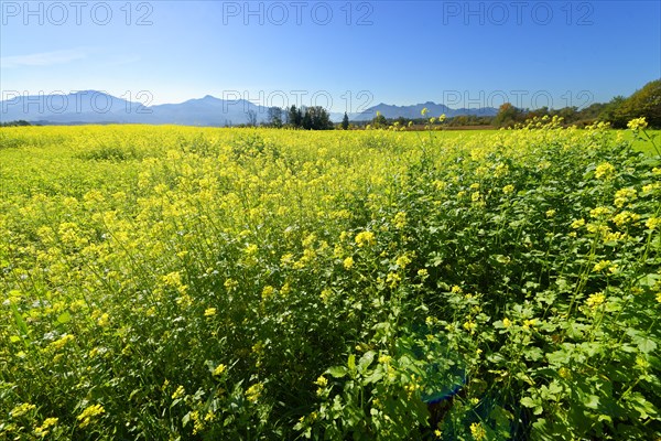 Rape field near Grabenstatt in front of Hochgern