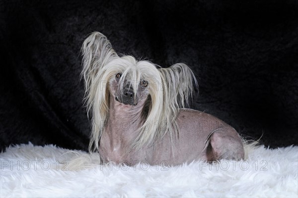 Dog breed Chinese Crested Hairless