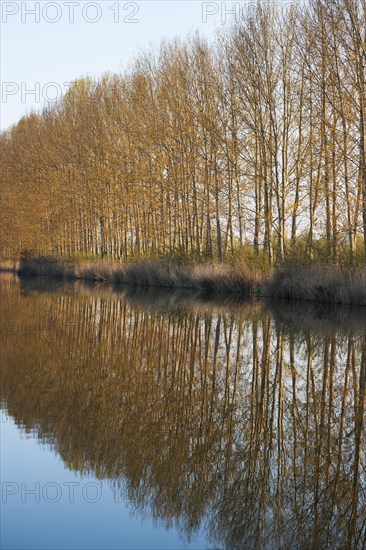 Black Poplars (Populus) with water reflections