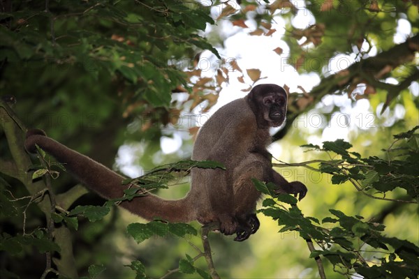 Brown woolly monkey (Lagothrix lagotricha)