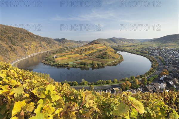 Moselschleife in autumn