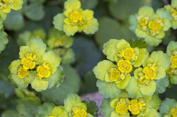 Alternate-leaved golden saxifrage (Chrysosplenium alternifolium)