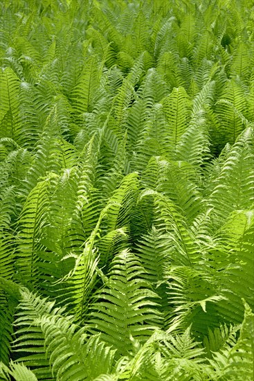 Ostrich Fern (Matteuccia struthiopteris)