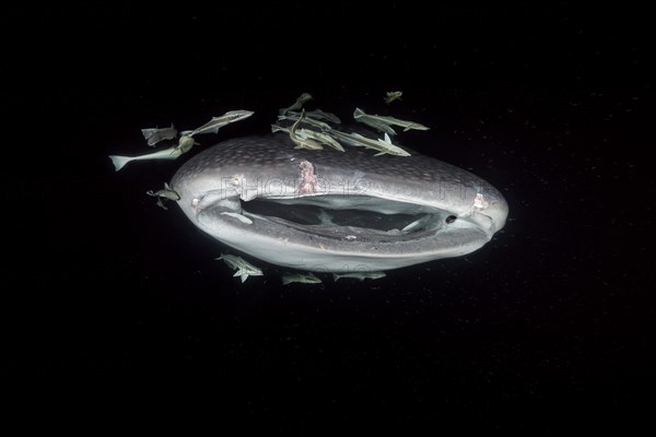 Animal portrait of the Whale Shark (Rhincodon typus) woth open mouth