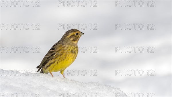 Yellowhammer (Emberiza citrinella) in the snow