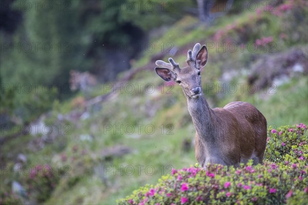 Red deer (Cervus elaphus)