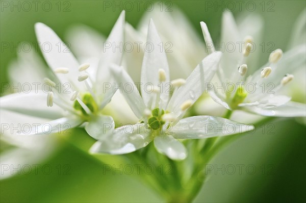 Ramsom (Allium ursinum)