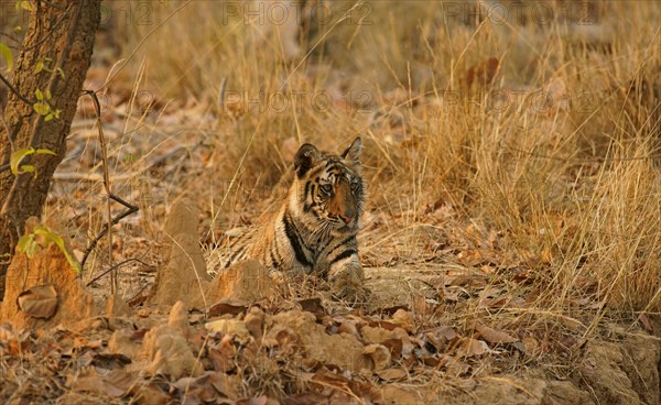 Bengal tiger (Panthera tigris tigris)